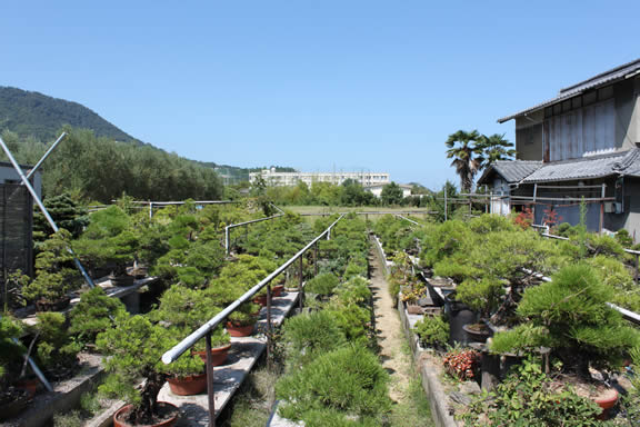神高福松園（かんだかふくしょうえん） | 盆栽 | 四国新聞社