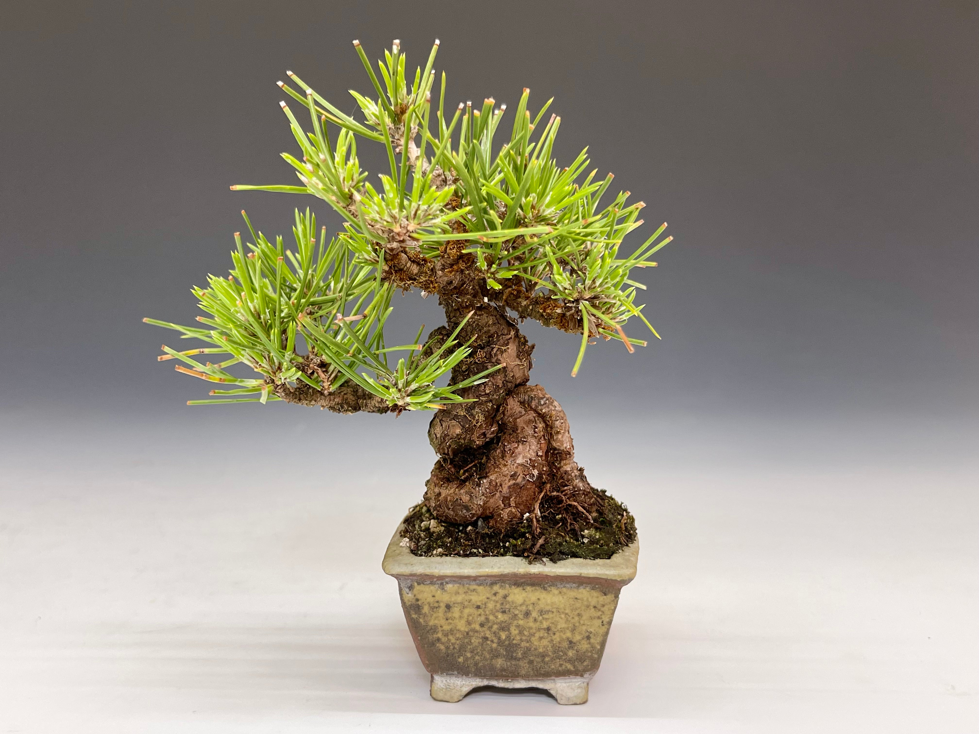 盆栽・黒松 Bonsai Blackpine – bonsailife686868