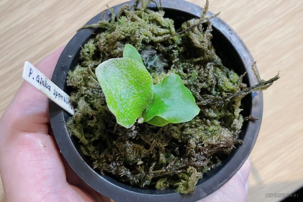 P. Ginka」胞子培養2年目の記録。未来のビカクシダに出会うまで【銀スポ】