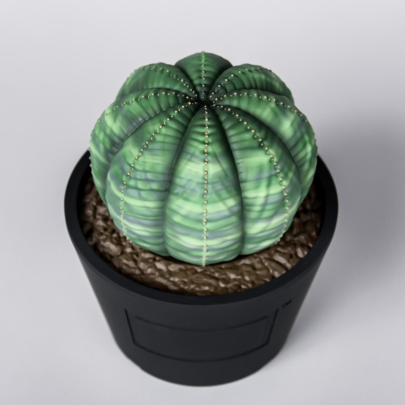 VCD Euphorbia obesa var.NORMAL – BOTANIZE
