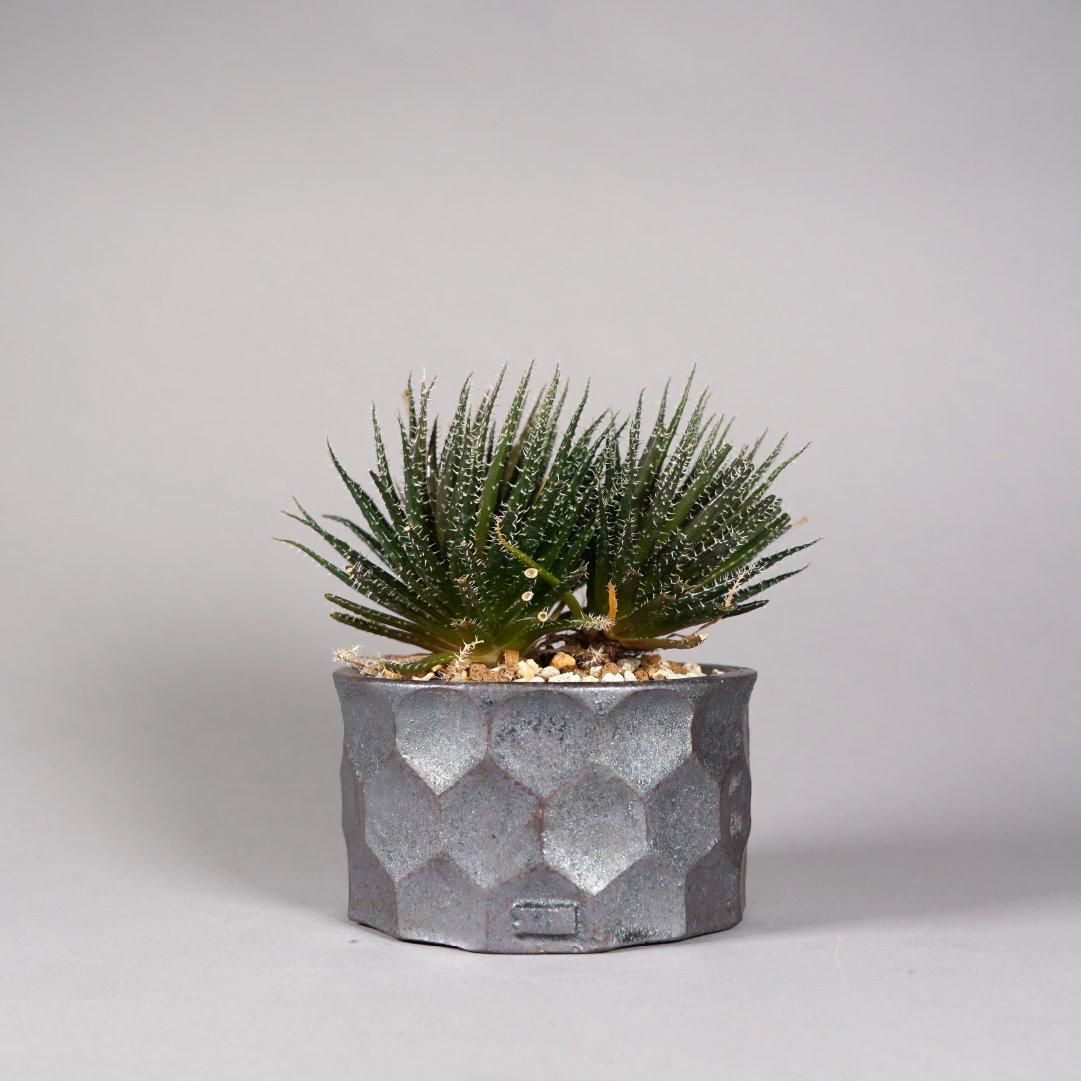 商品 – BOTANIZE