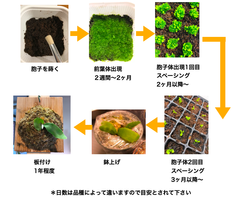 ビカクシダの胞子培養のやり方を解説