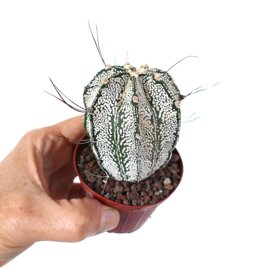 Astrophytum | Unique Hybrid Cactus for Collectors