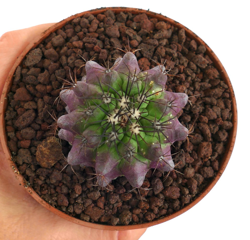 Copiapoa hybrid | Botanical Archive | Rare Cactus | Buy now From Us