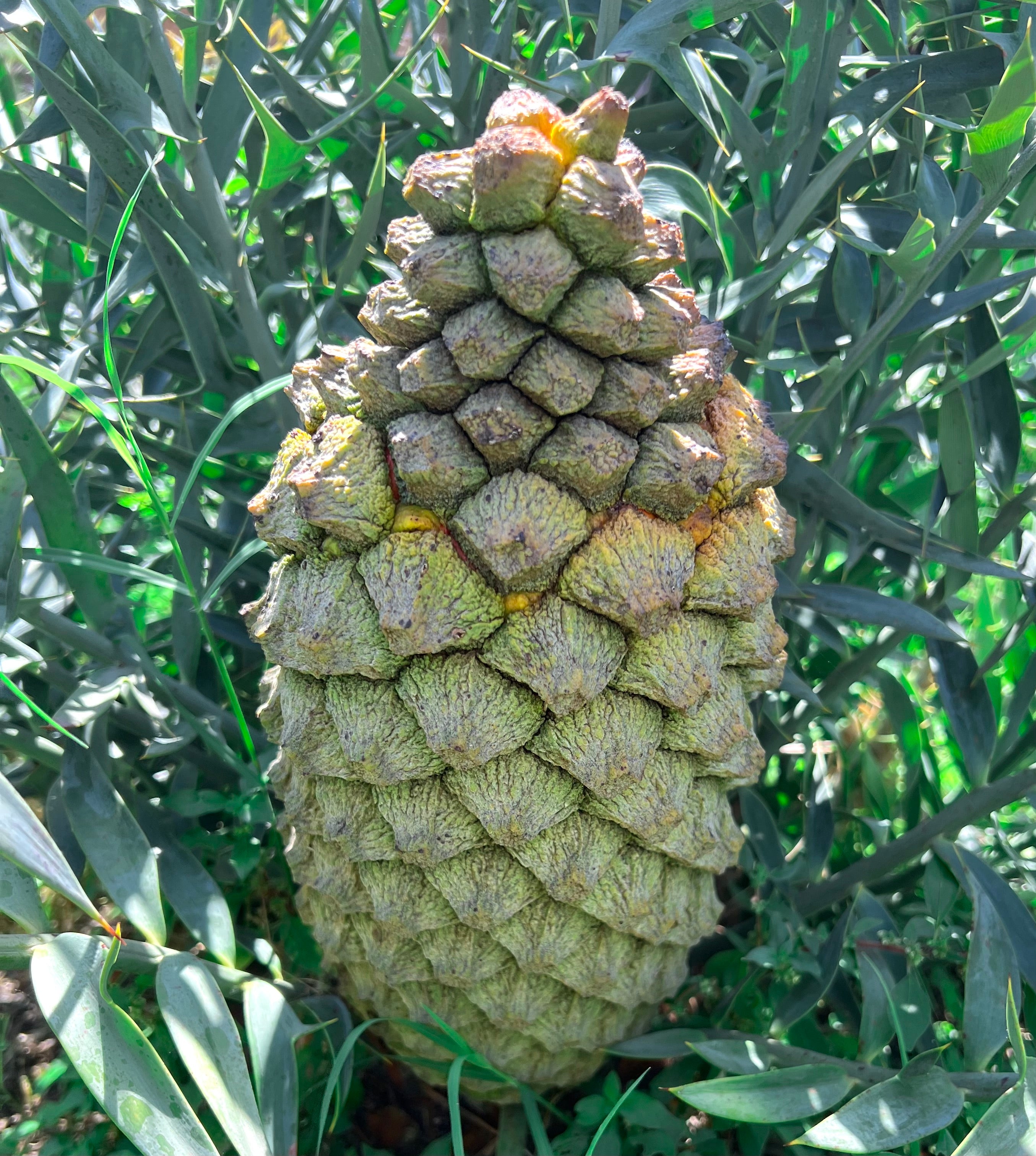エンセファラルトス ホリダス 種子1粒 #LT9 ソテツ エンセファラルトス