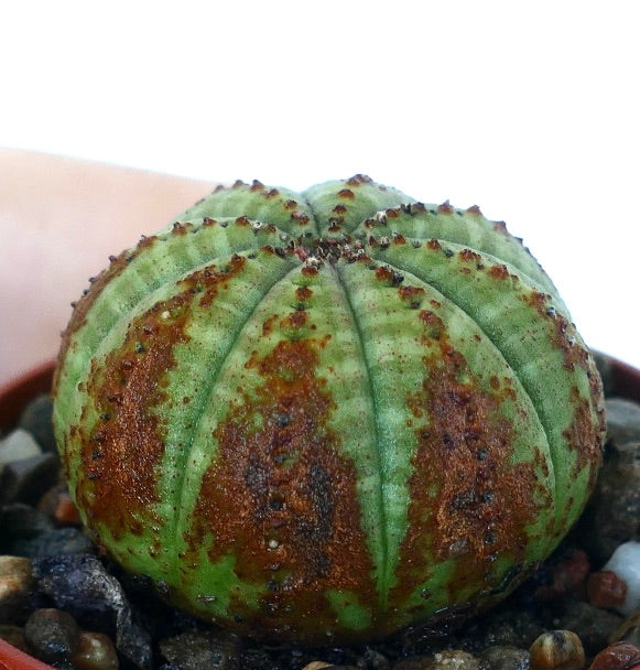 ユーフォルビア・オベサ | Botanical Archive | ユニークな多肉植物を