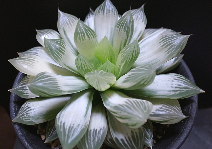 白蛇伝 | 【空中庭園+HAWORTHIA.JP+】weblog
