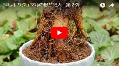 挿し木ガジュマルの根が肥大 ②35mm | 晴れ時々趣味の園芸
