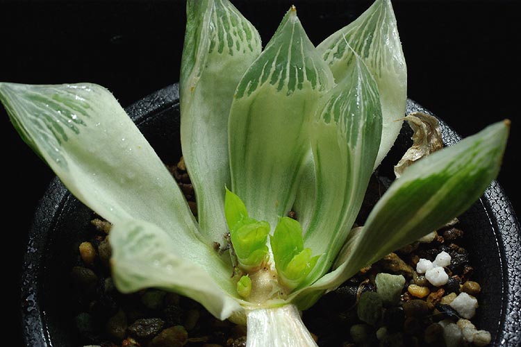 繁殖中？ | 【空中庭園+HAWORTHIA.JP+】weblog