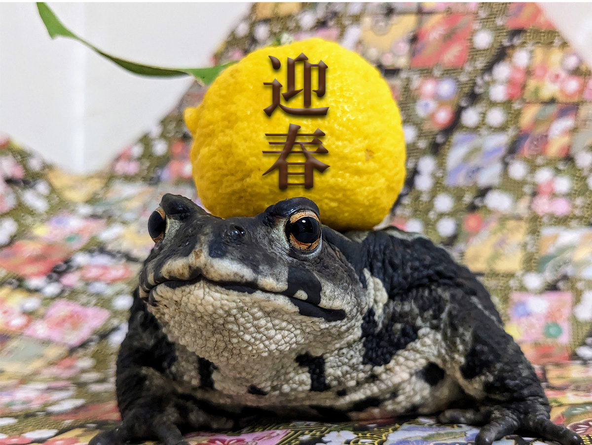可愛い2段カエル - ヒキガエル脳炎