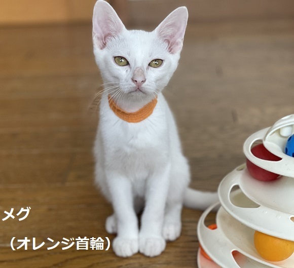 白猫見分け方＋ひなこちゃんゼブ君お預かり | サクラねこ名古屋
