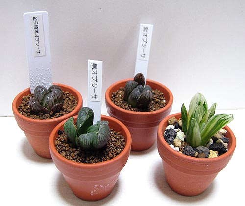 葉挿し苗植え替え | 【空中庭園+HAWORTHIA.JP+】weblog