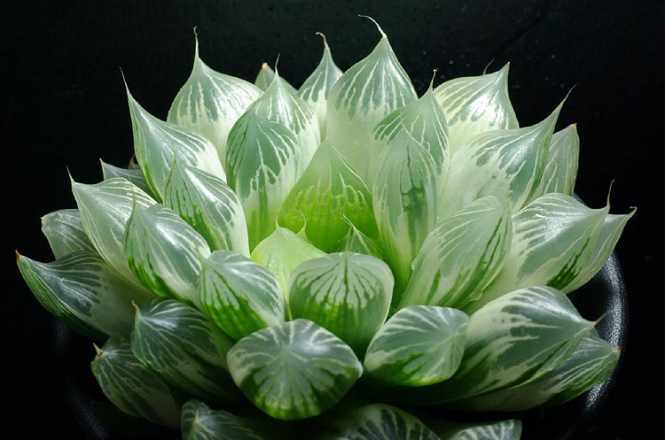 繁殖中？ | 【空中庭園+HAWORTHIA.JP+】weblog