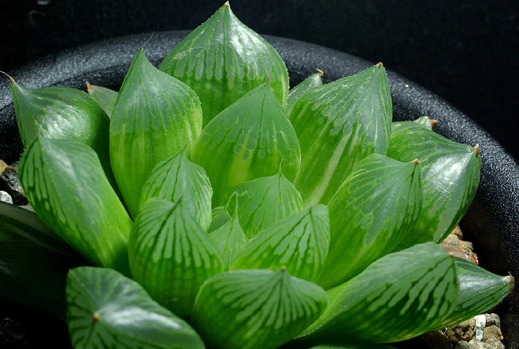 オブツーサ白糊斑「白蛇伝」芽変わり | 【空中庭園+HAWORTHIA.JP+】weblog
