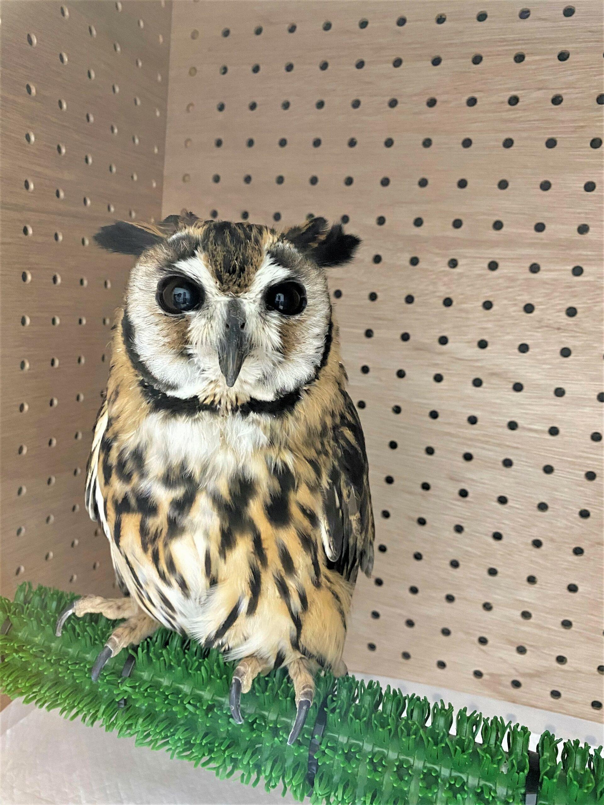 フクロウの夜泣き対策 - 犬小屋製作工房Kの犬小屋ブログ