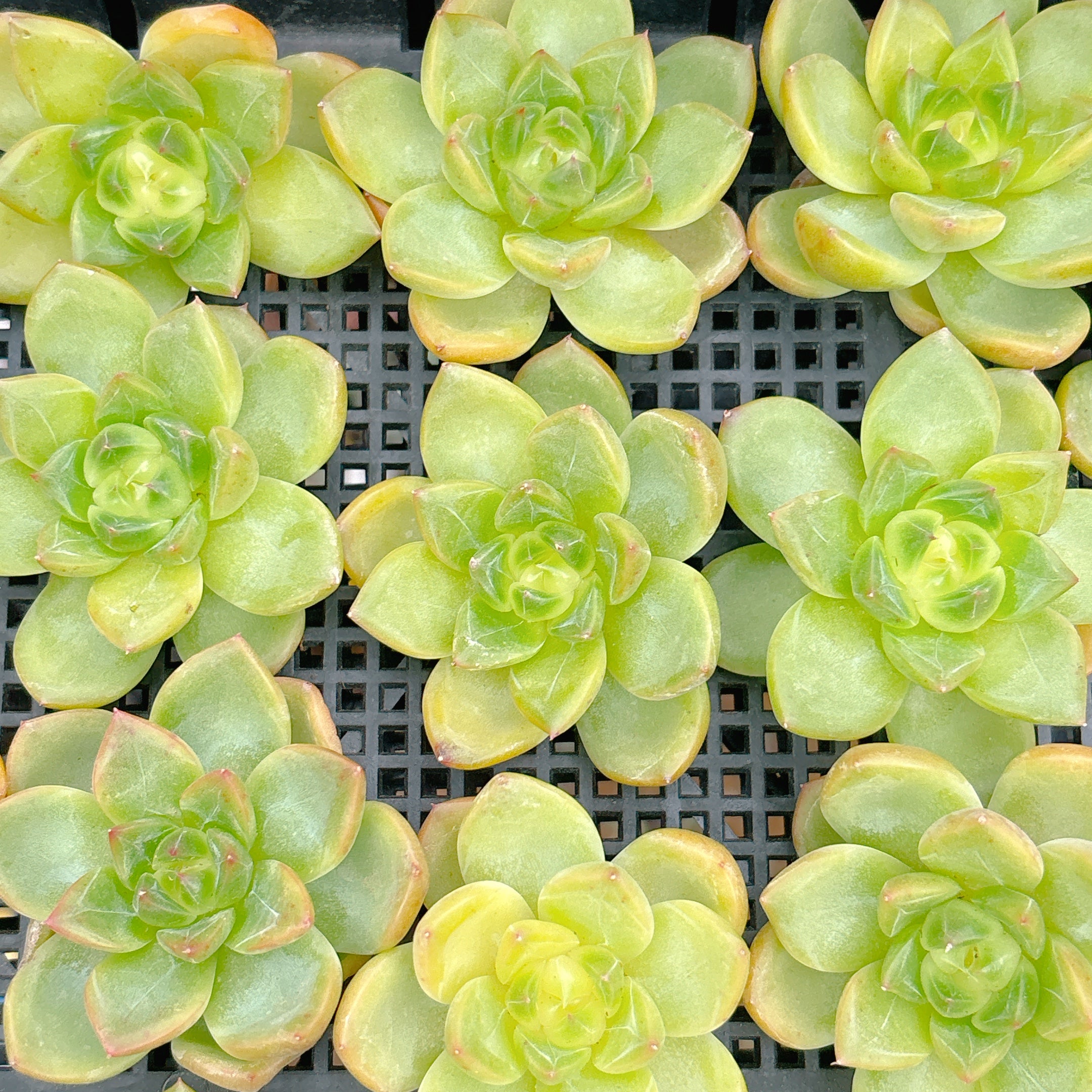 Top【選抜株】多肉植物 23495クリアスカイジェニー 105個プラグトレー