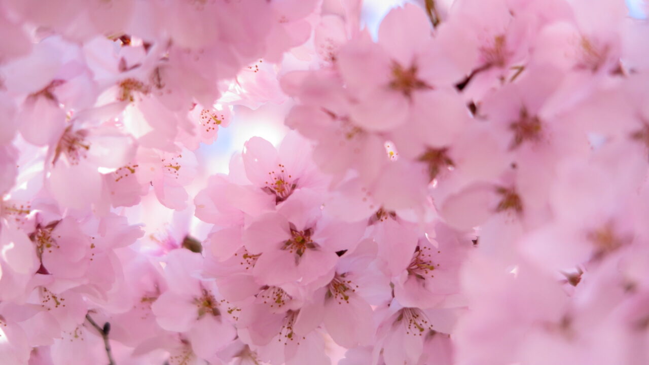 豆知識】桜の八分咲きとは？｜ぶらたび長野