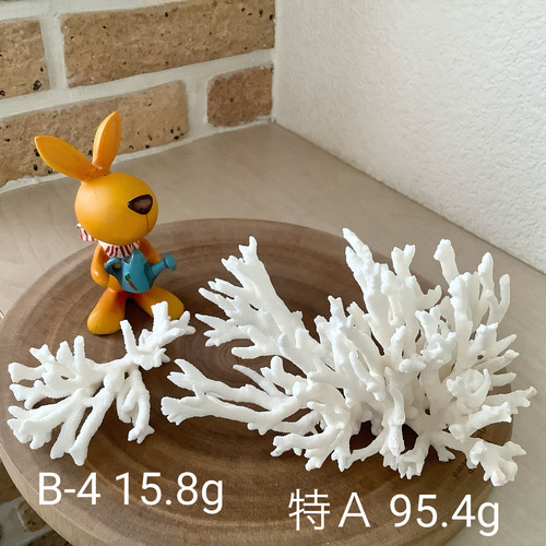沖縄県宮古島産 天然 サンゴ SS 素材販売 インテリア エアープランツ