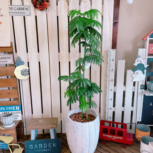 現品のみ♡オシャレなグリーン【エバーフレッシュ】人気の観葉植物