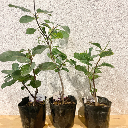 セール！スモークツリー 苗 スノーパフ 希少 苗木 雌株 ドライフラワー