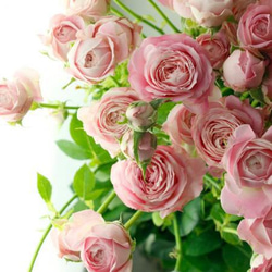 レア切花品種・薔薇☆ペットにも安心なトゲなしバラ☆Fairy Cup☆4号