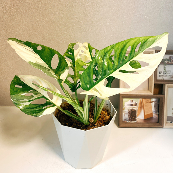 現品］【希少】 マドカズラ 斑入り 観葉植物 レア かわいい 綺麗