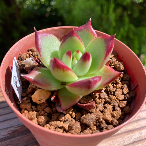 レッドエボニースーパークローン 多肉植物 韓国苗 抜き苗 多肉植物