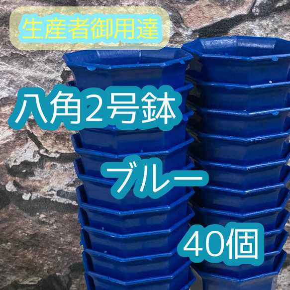 八角鉢 ◎2号◎青 40個 アガベ 多肉植物 プラ鉢 多肉植物 plants_bomb