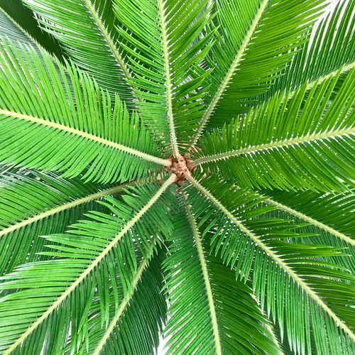 蘇轍 ソテツ Cycas revoluta 10号 その他インテリア雑貨 PLANTS SHOP