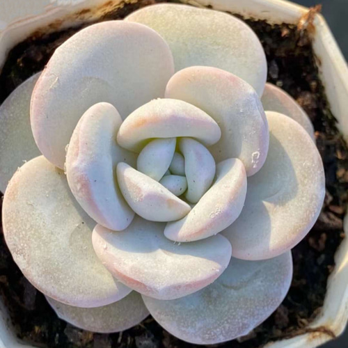 ラウイ エケベリア 超美苗 大苗大株 激レア高級多肉植物 人気韓国苗