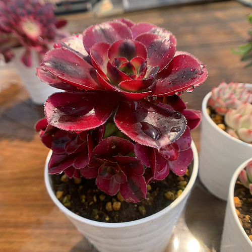 557.多肉植物 寄せ植え アエオニウム属 シャネル（群）抜き苗 アート