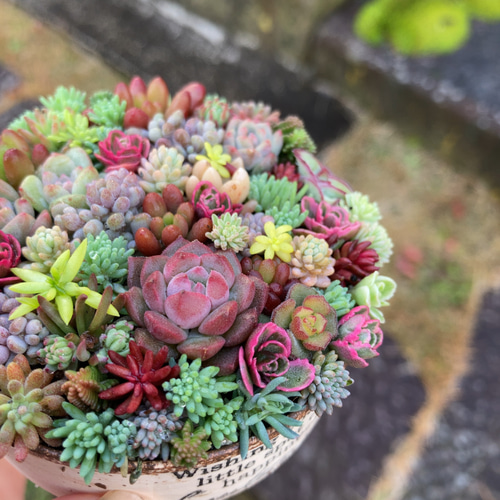 オーダー承ります 多肉植物寄せ植えそのまま飾れる ブーケ寄せ 多肉