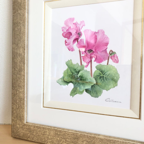 シクラメン」原画【ボタニカルアート/植物画/水彩画/ピンク系/草木花の