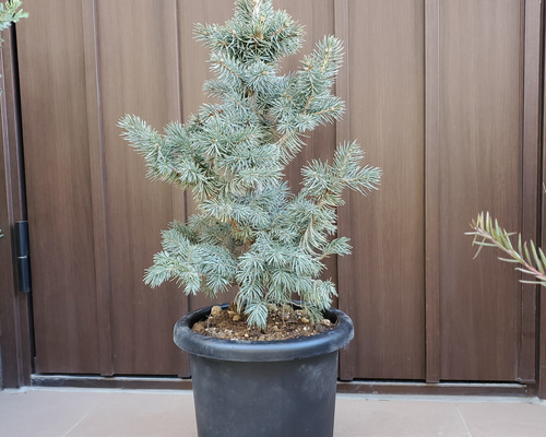 プンゲンストウヒ スーパーブルーシード ポット鉢植え 苗 庭木 その他
