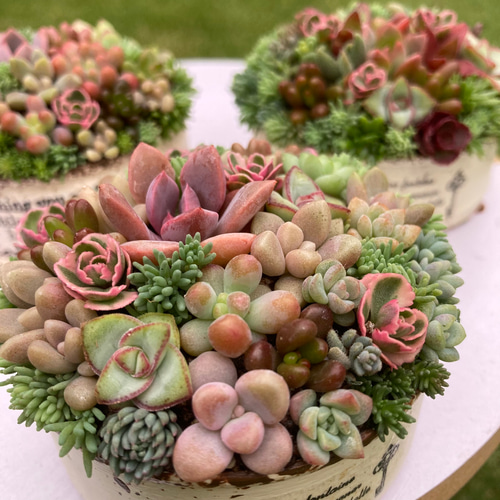オーダー承ります 多肉植物寄せ植え そのまま飾れる ブーケ寄せ
