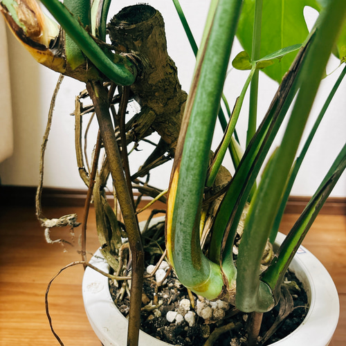 現品］【希少】モンステラ 斑入り 7号 幹上がり 観葉植物 室内 育て