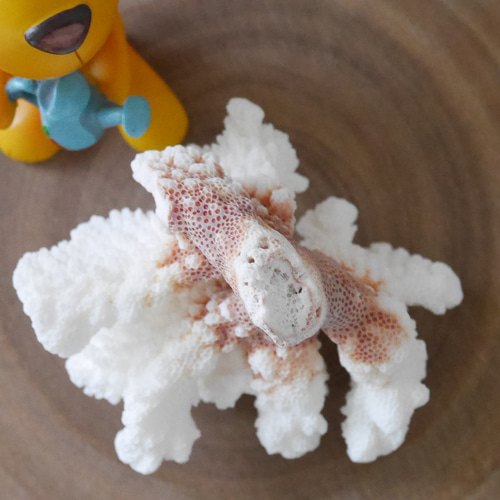 宮古島産 天然 サンゴ 149g 割れ物注意！素材販売 インテリア コーラル