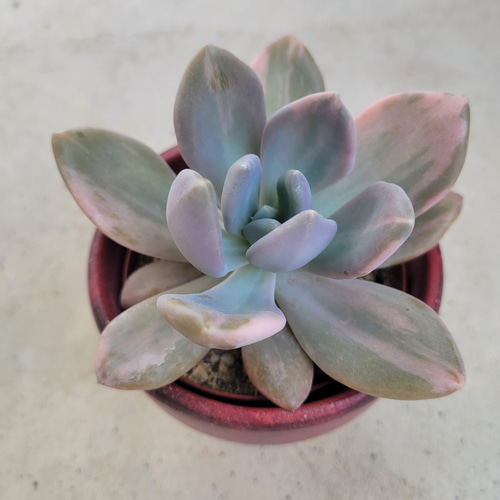 多肉植物❤見返り美人錦❤抜き苗 その他インテリア雑貨 ✰Pan✰ 通販