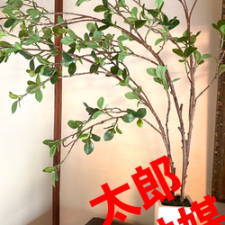 光触媒 人工観葉植物 ウォールグリーン アーバンシーグレープ1.35