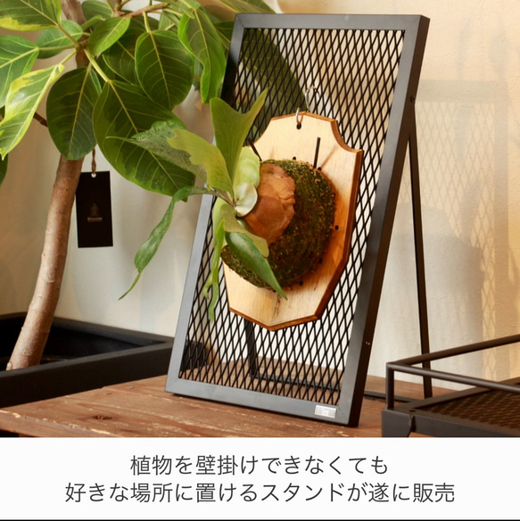 PLANT STAND』ビカクシダ コウモリラン 専用スタンド 植物スタンド