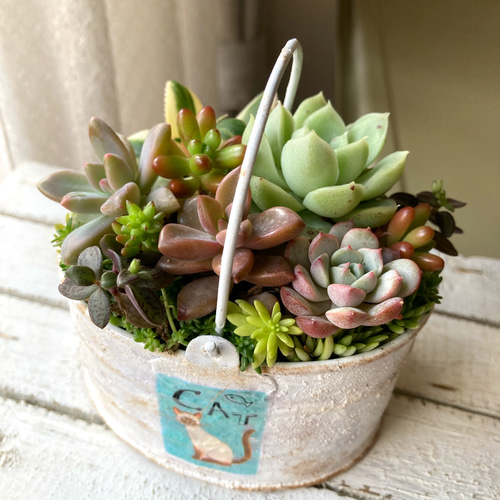多肉植物寄せ植え 取っ手付きガーデンポット シャムねこ ハンドメイド