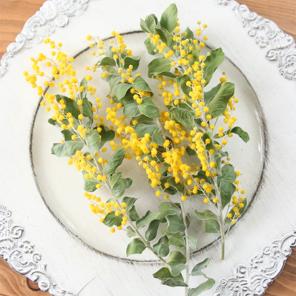 パールアカシア ミモザ ドライフラワー 3本セット （約20㎝前後） 国産