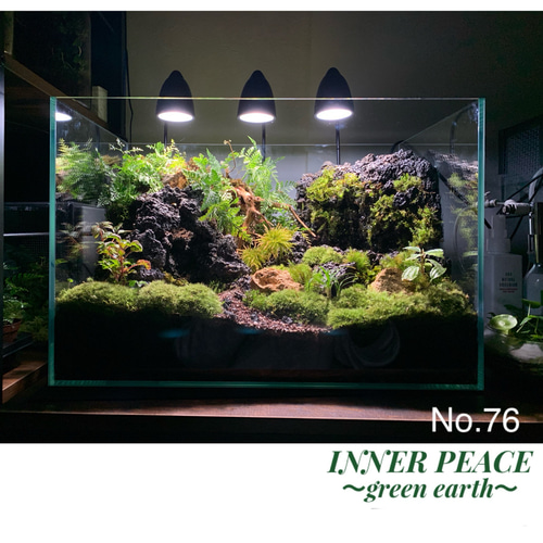 76 苔アート 苔テラリウム イモリウム カエルリウム 完成品 テラリウム