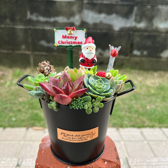 ☆送料無料☆♡そのまま飾れる♡クリスマス♬可愛い多肉植物寄せ植え