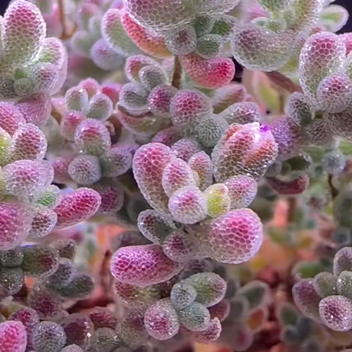 速達便付き 超可愛い 多肉植物 ドロサンテマム キラキラIce crystal 大
