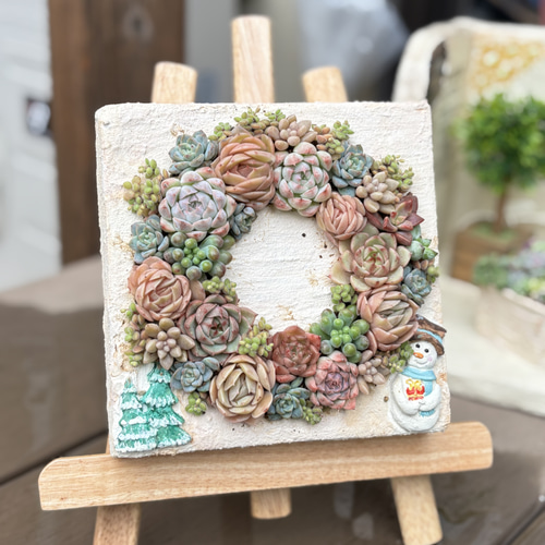 そのまま飾れる寄せ植えボードリース 多肉植物 ba-boo house 通販