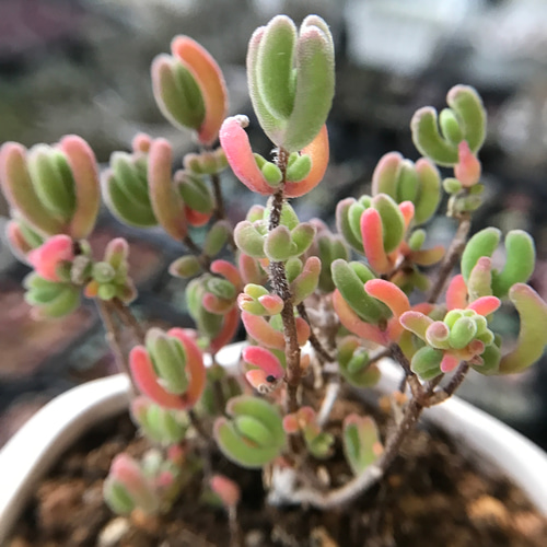 新入荷 超可愛い 多肉植物 ドロサンテマム キラキラ 瑠璃 抜き苗 1株