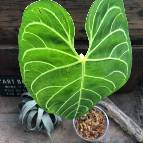 大サイズ♡アンスリウム レガレ Anthurium 'Regale' 観葉植物 アート