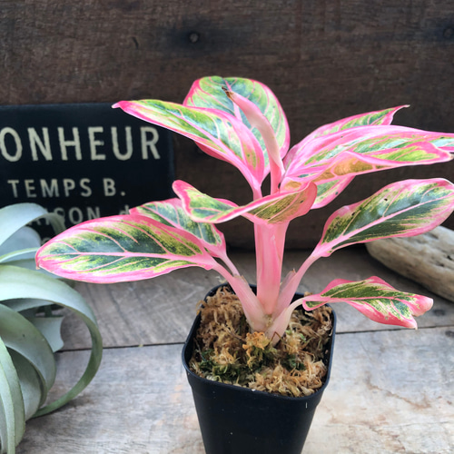 アグラオネマ ロータス デライト「Aglaonema Lotus Delight」♡大