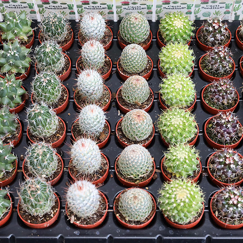 2苗セット サボテン 多肉植物 プラグ苗 1号ポット 多年草 ミニ 人気